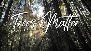 Trees Matter