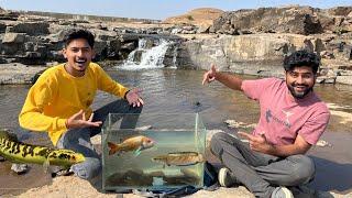 Aaj Big Monster Snake Head Fish Mili #riverfishing