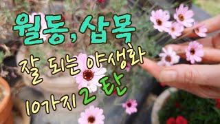 하이디의 일상(Vlog)/노지월동 ,삽목 잘되는 야생화 10가지 추천/예쁘고 월동 과 삽목 잘되는 야생화/도심속 전원주택/야생화가 예쁜 주택정원/예쁜주택정원