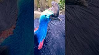 Southern Cassowary | Bird Paradise #D9INE