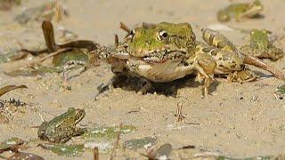 Big frogs chasing small frogs / Ranas grandes persiguiendo a ranitas / Grosse Frösche jagen kleine