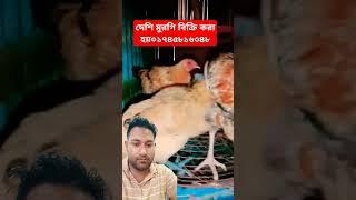 দেশি মুরগি #poultryfarming #chickenfarm #chicken #poultry #chickenfarmbusiness #poultrybusiness