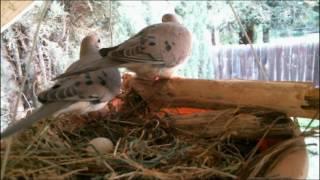 Mourning Dove Family - Part 1 (Nesting, laying and egg care)