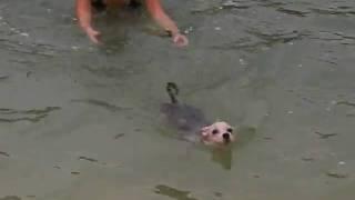 Knuckles swimming at the beach