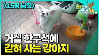 "항상 미안한 마음이죠" 길에서 구조됐지만, 거실 한구석 울타리로 둘러싸인 좁은 공간에 갇혀 살게 된 반려견의 가슴 아픈 사연│#왜그러냥귀엽개