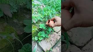 কোটিপতি হয়ে যাবো  ll part 1 ll #minivlogs #blog #harharmahadev #lotari