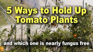 How To support Growing Tomato Plants