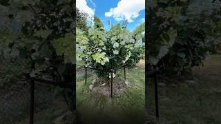 Кустодержатель для гортензии #дача #огород #опорадлярастений #сад #дачасадогород #цветы #дачасад