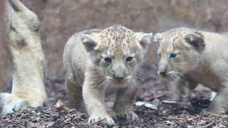 Zoo Schwerin: Kleine Löwen entwickeln sich prächtig