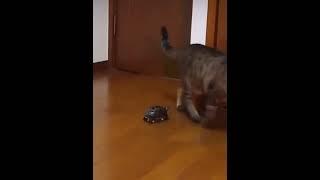 turtle fren wants to show kitty his new wheels