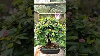 Viral bonsai putri malu #short #shorts