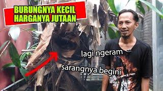 PIONEER SUKSES TERNAK BURUNG WAMBI MINI DI PENANGKARAN, SI BURUNG KECIL HARGA JUTAAN - PROSPEK CERAH