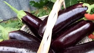 Баклажан ЭпикРанний,неприхотливый и вкусный гибрид.