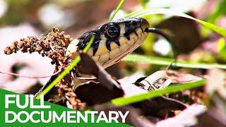 The Sava River - The Green Heart of Croatia | Free Documentary Nature