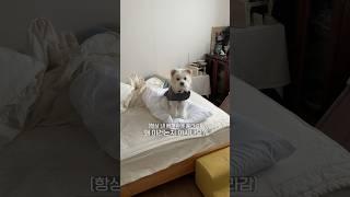 방석이면서도 집이고, 집이면서도 방석인 강아지하우스 #제품리뷰 #강아지