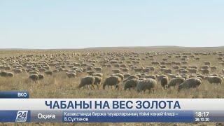 Чабаны на вес золота - казахстанцы вынуждены приглашать пастухов из других стран