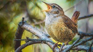 Watching a Wren in the wild | Film Studio Aves