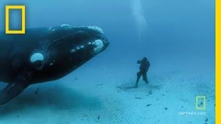 Close Encounters of the Giant Kind | National Geographic
