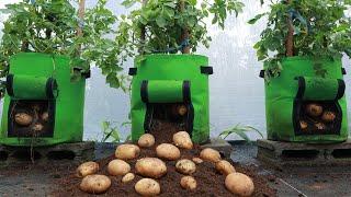 Growing potatoes at home in cloth bags - Unexpectedly many tubers