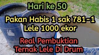 Hari ke 50. Pakan habis 1 sak. lele 1000 ekor#lele #ternaklele #catfish_farming