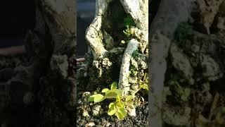 Bonsai ileng ileng gaya tertiup angin dan gaya bunjin