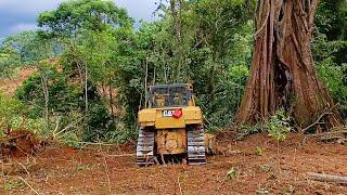 With Operator Expertise Breaking Large Logs Near Giant Wood D6R XL Bulldozer