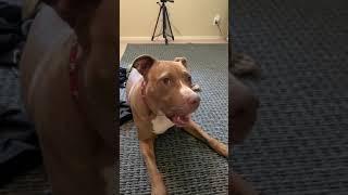 Penny The Pitbull Compilation Part 2