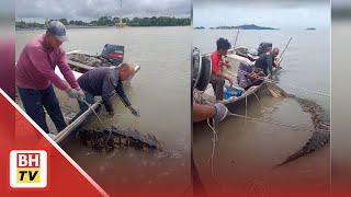 Nelayan 'berani gila', tangkap buaya tembaga sedang berenang