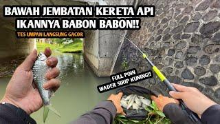 UMPAN YANG TERBUKTI BIKIN PANEN WADER SIRIP KUNING!! Mancing wader pakai teknik kumbul spot Kutoarjo