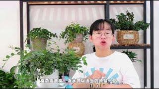 想养好一盆九里香，这几个养护技巧你要知道，叶片常绿花香四溢