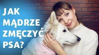 Jak zmęczyć psa? Jak zmęczyć szczeniaka? Psie wybiegi? A może rzucanie piłeczki? 