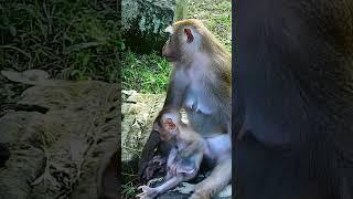 Luno cried and be-gging for milk.!#monkey