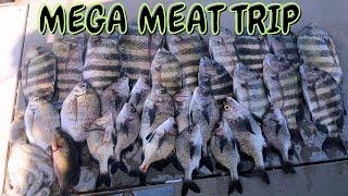 We had a MEGA MEAT TRIP!!! Rock jetty fishing for limits of hard fighting Sheepshead