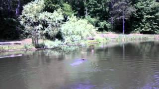 dude swimming at club 2