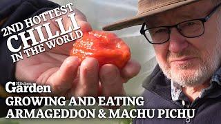 Growing & Eating the 2nd Hottest Chilli in the World - The Armageddon