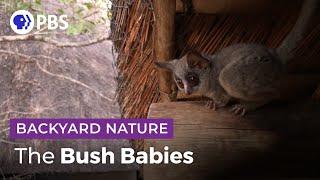 Bush Baby Tenants | Backyard Nature