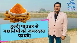 Turmeric Powder in Fish Farming: Benefits & Uses for Healthy Fish