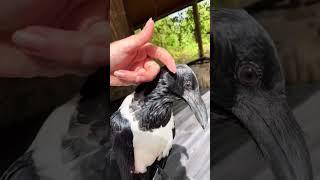 No crow ear for you 