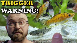 GATEKEEPING Aquarium Keepers, This Comment Absolutely TRIGGERED Me | Nano Planted Reef Tank Update