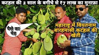 Vietnam Barahmasi Jackfruit Farming in Maharastra || Earned 7-Lakh in 2-Year's Jackfruit Farm.