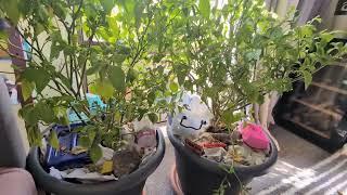 Lots of aphids have attacked my chilli plants, update on second year overwintering chilli plants