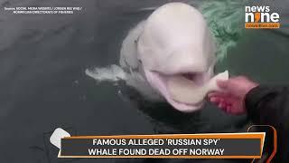 Russia Spy Whale Hvaldimir Died | Found dead off Norway Shore | #putin