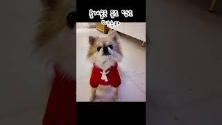 감사인사하는 강아지 #chihuahua #장모치와와 #로미