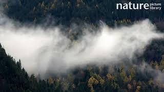 Timelapse of water evaporating from forested valley, Chur, Graubunden, Switzerland