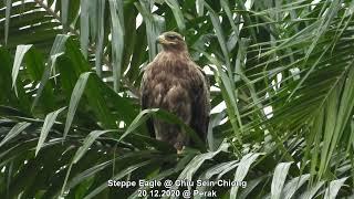 Steppe Eagle @ Chiu S C 232870