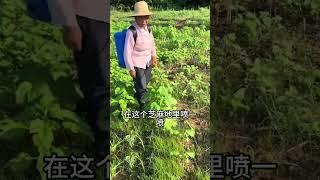 芝麻田里满地的杂草，怎么清理才能不伤一颗芝麻呢 #芝麻地杂草   #芝麻苗后   #芝麻种植