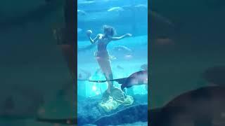 Feel Dubai at the comfort of your destination aquarium part 2