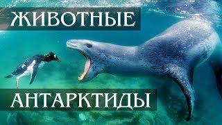 Интересные факты о животных антарктиды