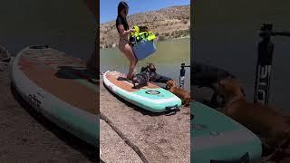 PADDLE BOARDING WITH 8 WEENS!? #dog #dachshund #shorts #viral