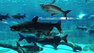 River Wonder Singapore #travel #zoo #fish #trending